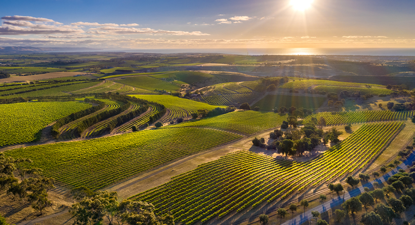 Dandelion Vineyard